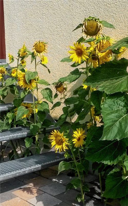 Ungewöhnliches Plätzchen