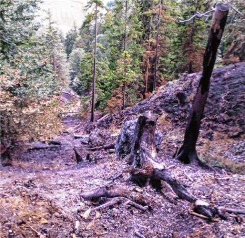 Verbrannter Waldboden: So sieht es im Einsatzgebiet am Schwarzenberg aus.Foto Gruber