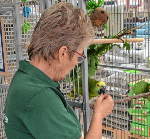Verkäuferin Gertrud Eckerl ist die Bezugsperson für die beiden Papageien „Sissi“ und „Franz“. Hier reicht sie einem ihrer Lieblinge ein Leckerli.Foto  Heise