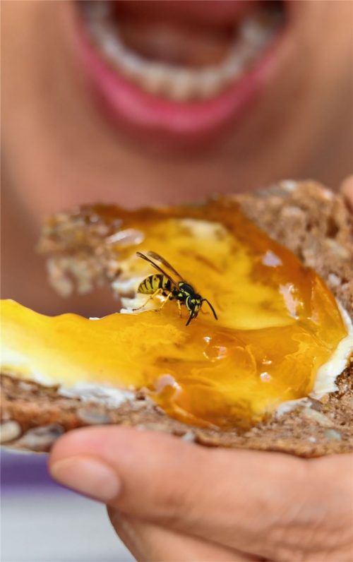 Vorsicht ist geboten: Gerade beim Essen oder Trinken im Freien muss man auf Wespen achten. Foto dpa
