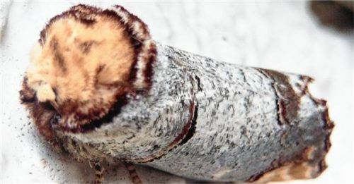 Die OVB-Leser sind sich einig: Hier hat sich ein Mondvogel niedergelassen. Foto Resch