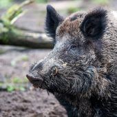Bayern rüstet sich für die Seuche