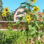 Der Sommer der Sonnenblumen ist noch nicht zu Ende