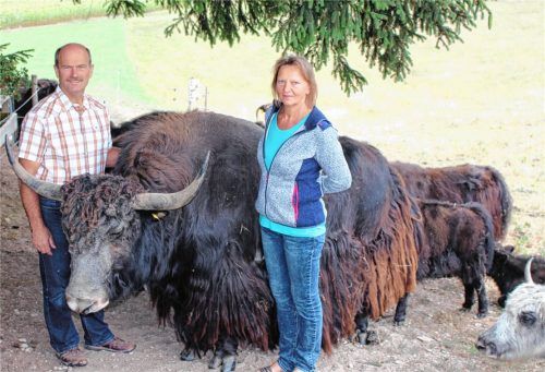 Anneliese und Alfons Kohl kennen ihren Yak-Bullen „Rudl“ gut. Er ist ein ruhiger Zeitgenosse, eine richtige Kuschelbacke.Foto mse