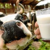 Milch und Fleisch dürfen mehr kosten