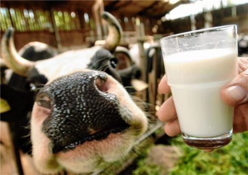 Der Milchmarkt wird über Angebot und Nachfrage gesteuert. Die landwirtschaftliche Marktordnung kennt keinen Mindestpreis. Foto  dpa