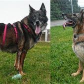 UnzertrennlichesSchäferhundepaar