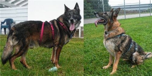 Die beiden Schäferhunde „Champ“ und „Cora Lee“ – ein Paar. Sie suchen ein neues Zuhause.