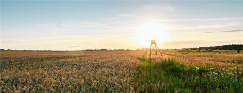 Die Erntejagd ist eine der anspruchsvollsten Formen der Gesellschaftsjagd, die ganz besonders sorgfältig organisiert werden muss.