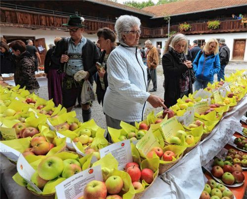 Die Pomologin Maria Seidinger präsentiert mehr als 100 alte Sorten aus ihrem Obstgarten und bestimmt fachkundig mitgebrachte Äpfel und Birnen der Besucher. Foto  Gerhard Nixdorf