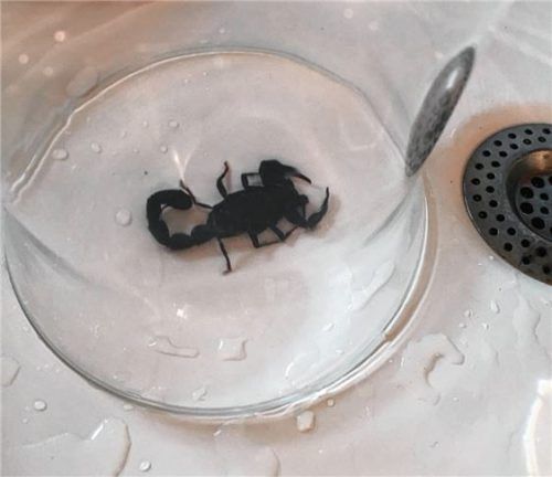 Dieser Skorpion stach eine 61-jährige Bad Aiblingerin. Der Ehemann fing ihn in einem Wasserglas ein. Wie das Tier in die Wohnung kam, ist unklar. Foto Feuerwehr Bad Aibiling