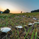 Ein Hexenring entsteht aus einem einzigen Pilz