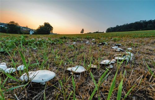 Ein Hexenring entsteht aus einem einzigen Pilz
