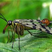 <p>Eine Skorpionsfliege. Sie ist zum Insekt des Jahres 2018 gewählt worden.</p>