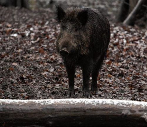 Einige Wildschweine sind für Landwirte und Waldbesitzer in Ordnung. Zu viele werden zum Problem. Vor allem, wenn Gefahren wie die Afrikanische Schweinepest drohen.