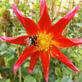 Freude am Nektar der Sterndahlie
