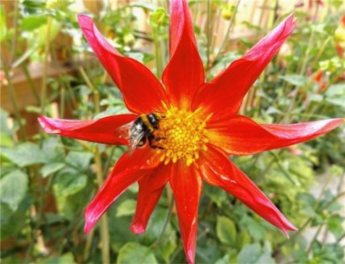 Freude am Nektar der Sterndahlie