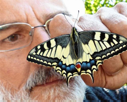 Hans Unterbuchner mit einem Schwalbenschwanz. Seit Jahren kartiert er Schmetterlinge und Libellen.