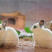 Kaninchen-Babys retten