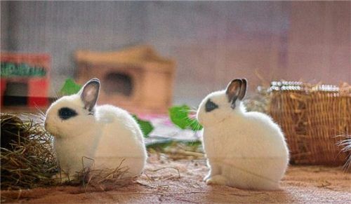 Im Gespräch mit dem Tierheimteam wird auch die artgerechte Haltung von Kaninchen beleuchtet.Foto re
