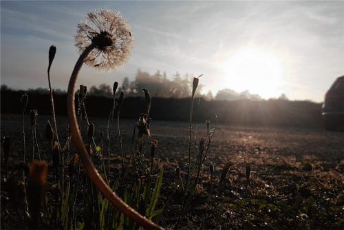 Mitte September: Löwenzahn feiert Renaissance