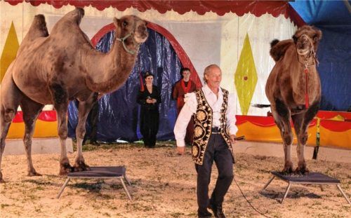Mongolische Trampeltiere und vieles mehr präsentiert der Circus „Boldini“ bei seinen Vorstellungen am Waldkraiburger Festplatz.Foto  re