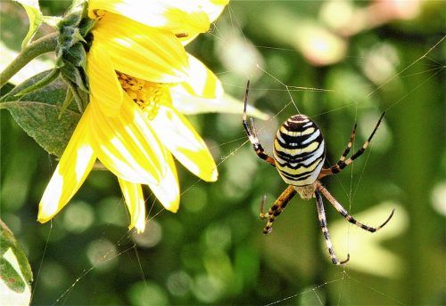 Prächtige Wespenspinne dem Fotografen ins Netz gegangen