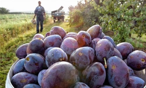 Prall gefüllte Erntekörbe: Ein schöner Anblick, doch viele Obstbauern und Gartenbesitzer werden der Obstmassen kaum Herr. Foto DPA