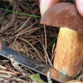 Nur für Eigenbedarf sammeln