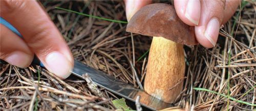 Schwammerlsucher sollten mit Augenmaß im Wald unterwegs sein. Foto dpa