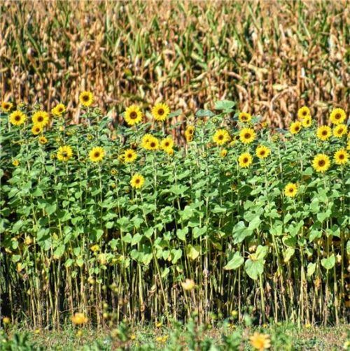 Sonnenkindersorgen für Sommergefühl