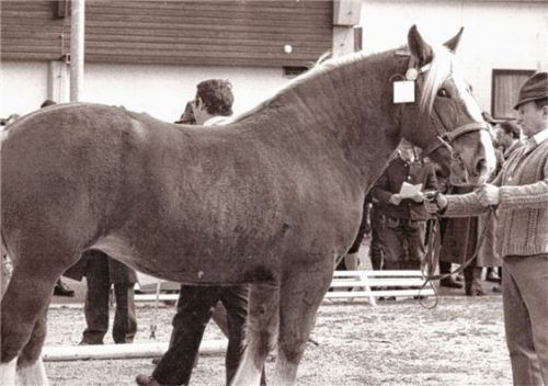 Stute Helma wurde 1982 bei der DLG Ausstellung in München Bundessiegerin.