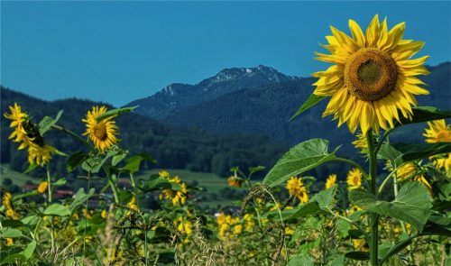 Vincent van Gogh hätte seine Freude an diesen Sonnenblumen