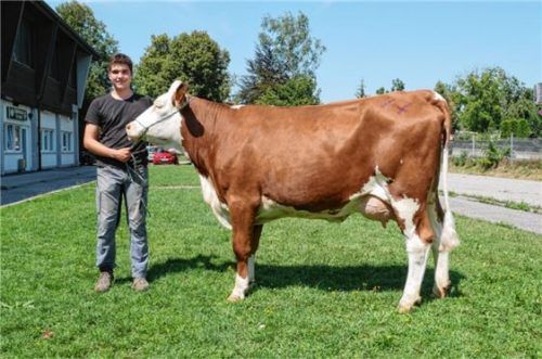 Züchter Christian Warislohner junior aus Teisendorf mit der teuersten Jungkuh des Traunsteiner Großviehmarktes. Foto re