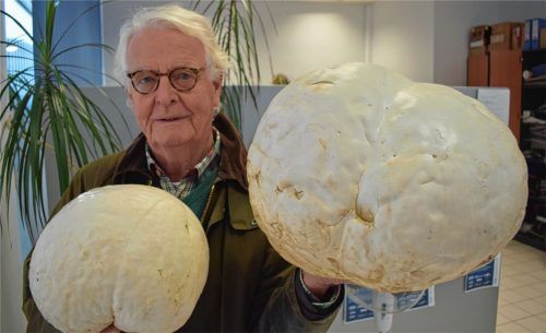 Zwei Riesenboviste in Breitbrunn gefunden