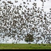 Stare im Formationsflug