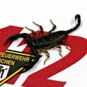 Skorpion krabbelt aus Urlaubstasche