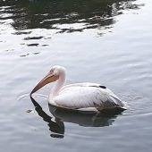 „Wir hatten Blickkontakt mit dem Vogel“
