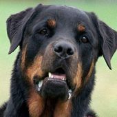 Rottweiler beißt 17-Jährige