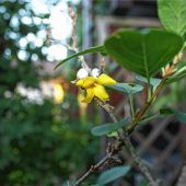 Frühlingsblüte im Herbst