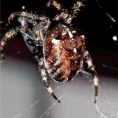 Spinne auf  Beutefang