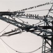 Die Vögel treffen sich: Wann ist Abflug?