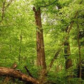Waldbegehung mit Revierförsterin