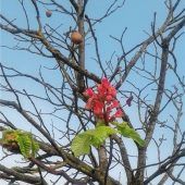Zwei Jahreszeiten an einem Baum