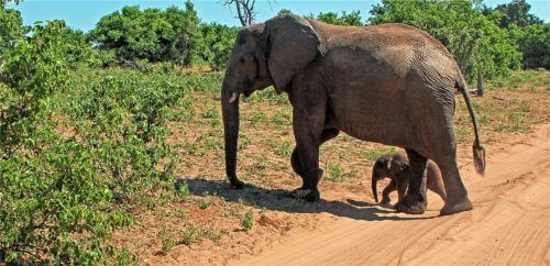 Afrika mit seinen Großwild-Tieren ist ein Programmpunkt beim Festabend des Fotoclubs Kraiburg.Foto Stein