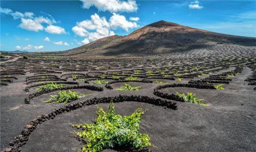 Das Museum of Modern Art in New York City erklärte die einzigartige, surreal wirkende Landschaft von La Geria/Lanzarote in den 1960er-Jahren zum Gesamtkunstwerk. Foto Turismo Lanzarote/Jeziel Martín