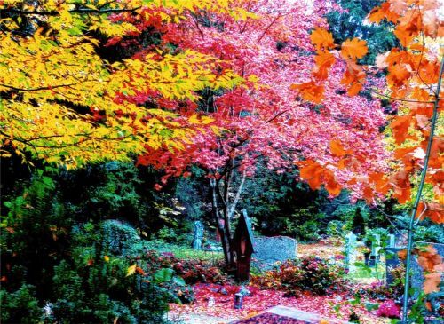Der „Farbenwald“ im Herbst – aufgenommen von Leserreporter Peter Reilich am Waldfriedhof.Foto Reilich