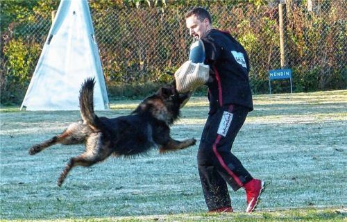 Die Hunde mussten große Prüfungen bewältigen.