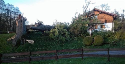 Die Stileiche von Westerndorf stürzte auf das benachbarte Haus. Foto aarezbäck