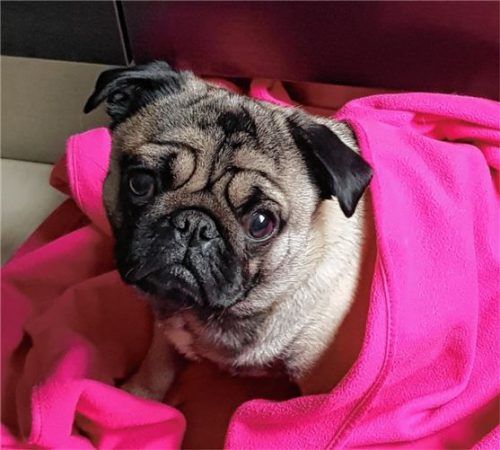 Ein Unbekannter hat Mopsdame Mia vor dem Kaufland in Traunstein mitgenommen. Foto Polizeii